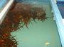 Tuncurry-PhilRoach 073